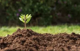 Plantio em app