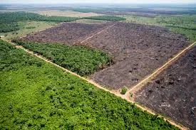 Plantio em áreas degradadas