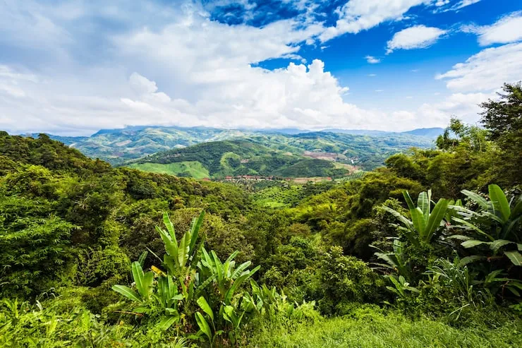Projeto técnico de reconstituição da flora